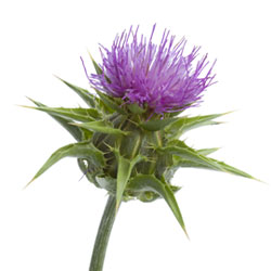 MILK THISTLE